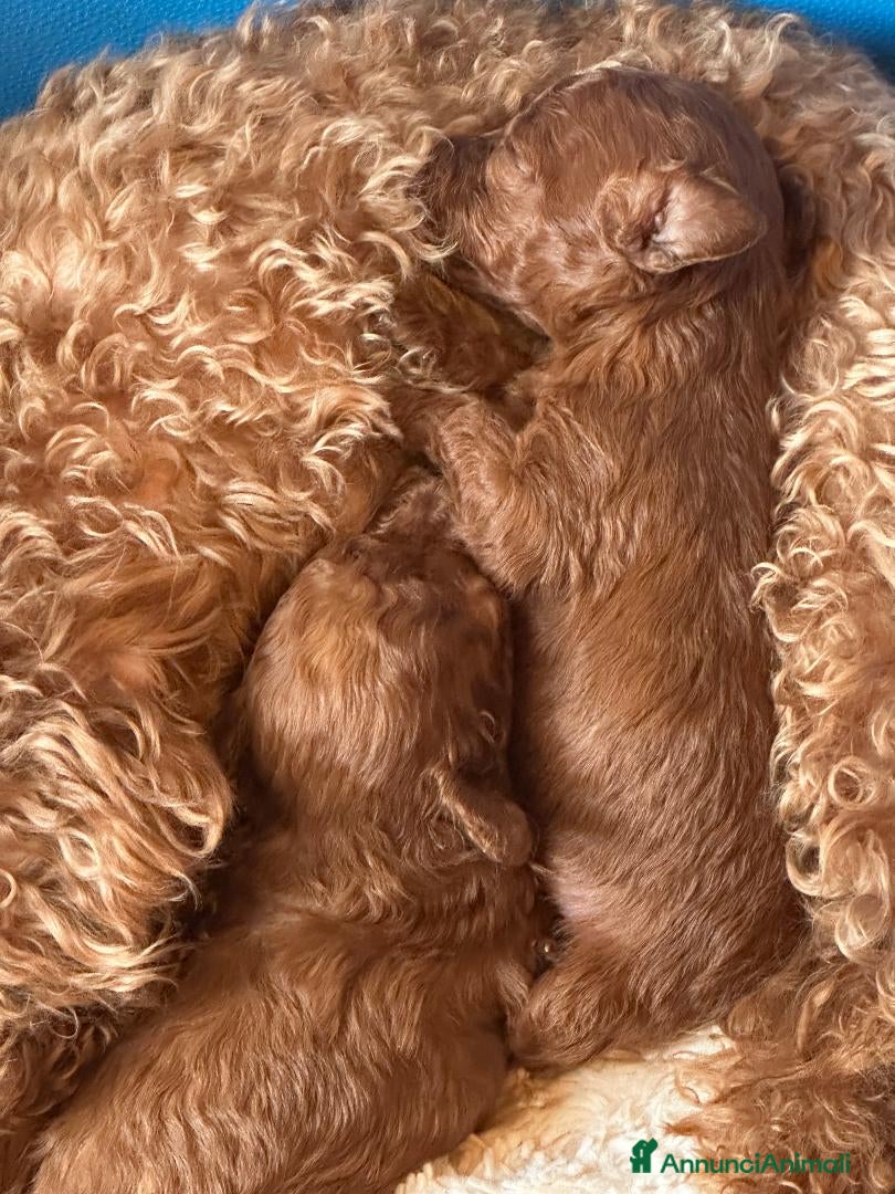 Barbone cani Cuccioli barbone toy color fulvo - Annuncio 1