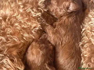 Barbone cani Cuccioli barbone toy color fulvo - Annuncio 13