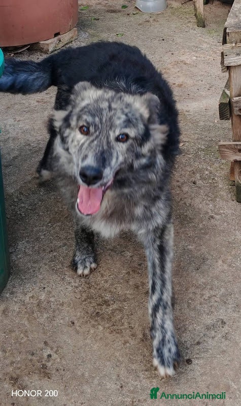 Meticcio cani 10 MESI 15 CHILI, DOLCE E MORBIDO GREY - Annuncio 4