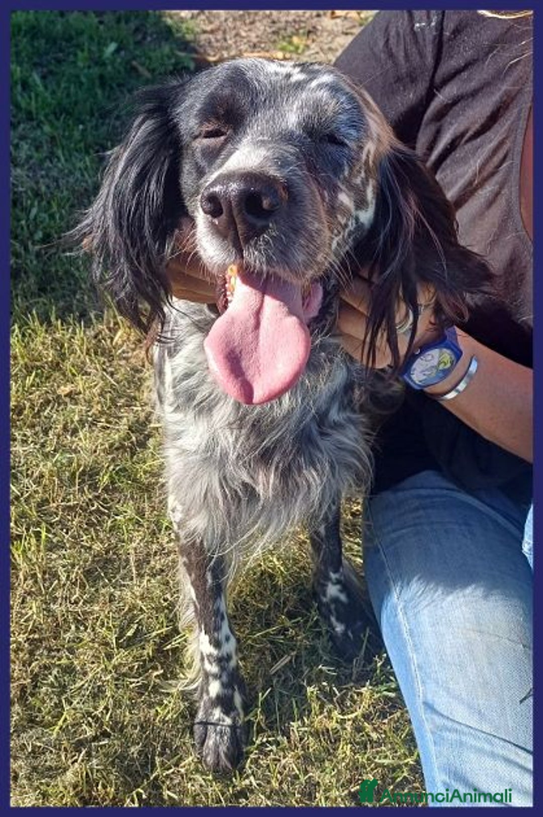 Setter Inglese cani in regalo: TANZANIA simpatica ed affettuosa 4anni - Annuncio 3