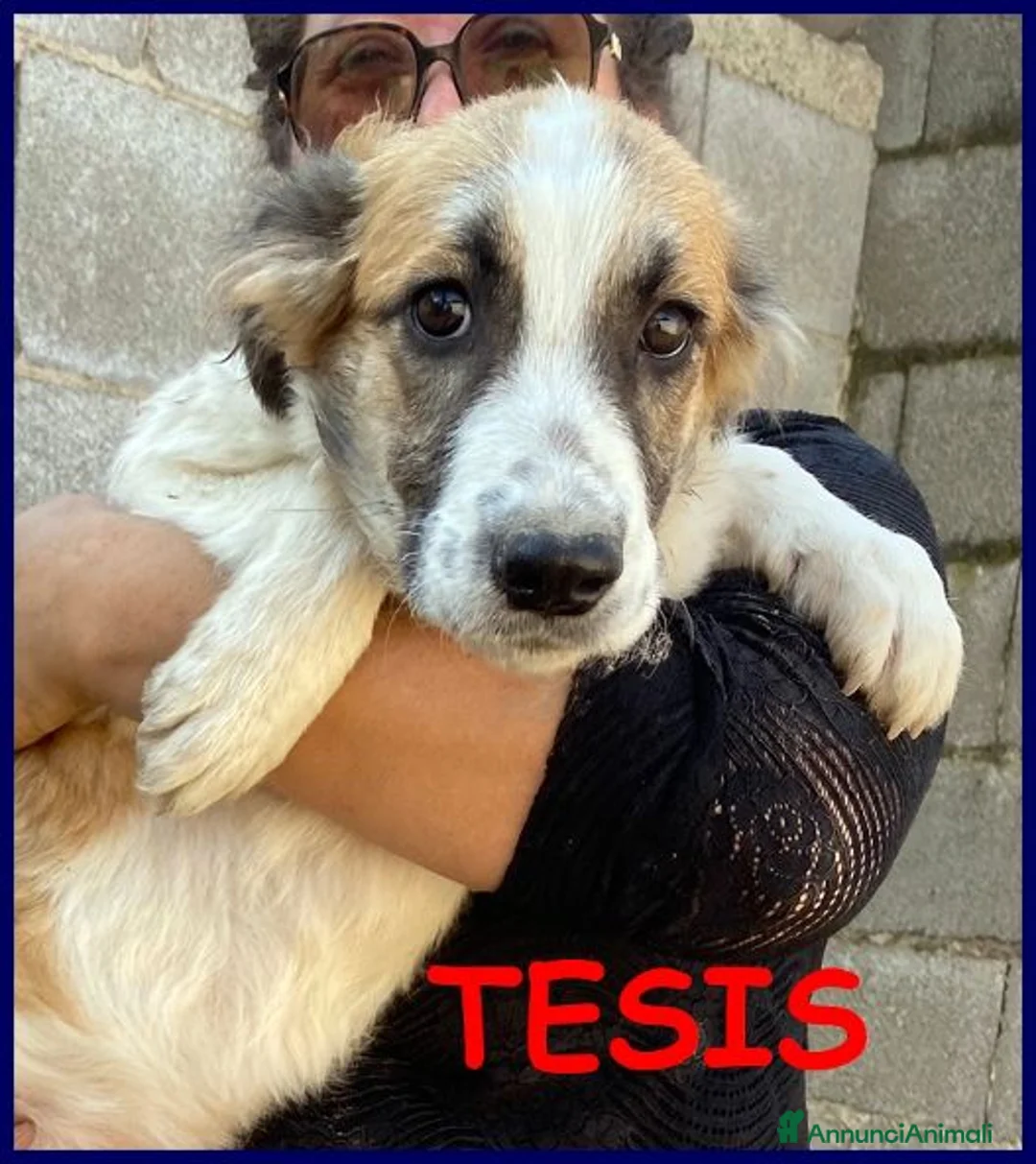 Meticcio cani in regalo: TESIS adorabile cicciotta - Annuncio 2