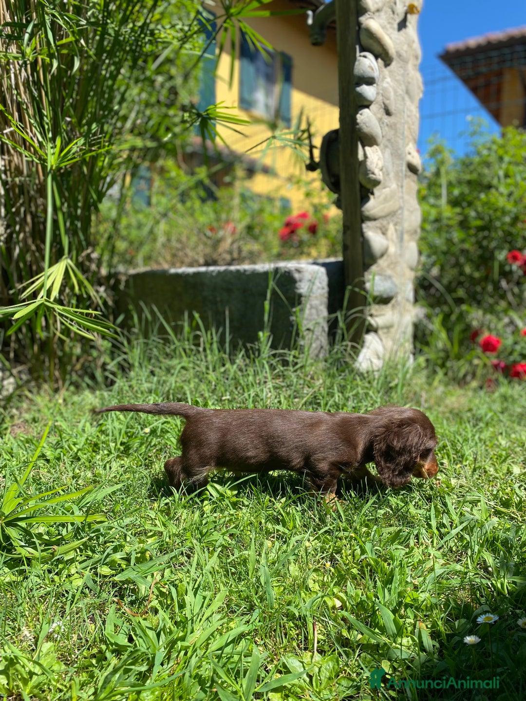 Bassotto cani in vendita: 🌟Splendidi cuccioli di bassotto a pelo lungo🌟 a Città metropolitana di Milano - Immagine 11