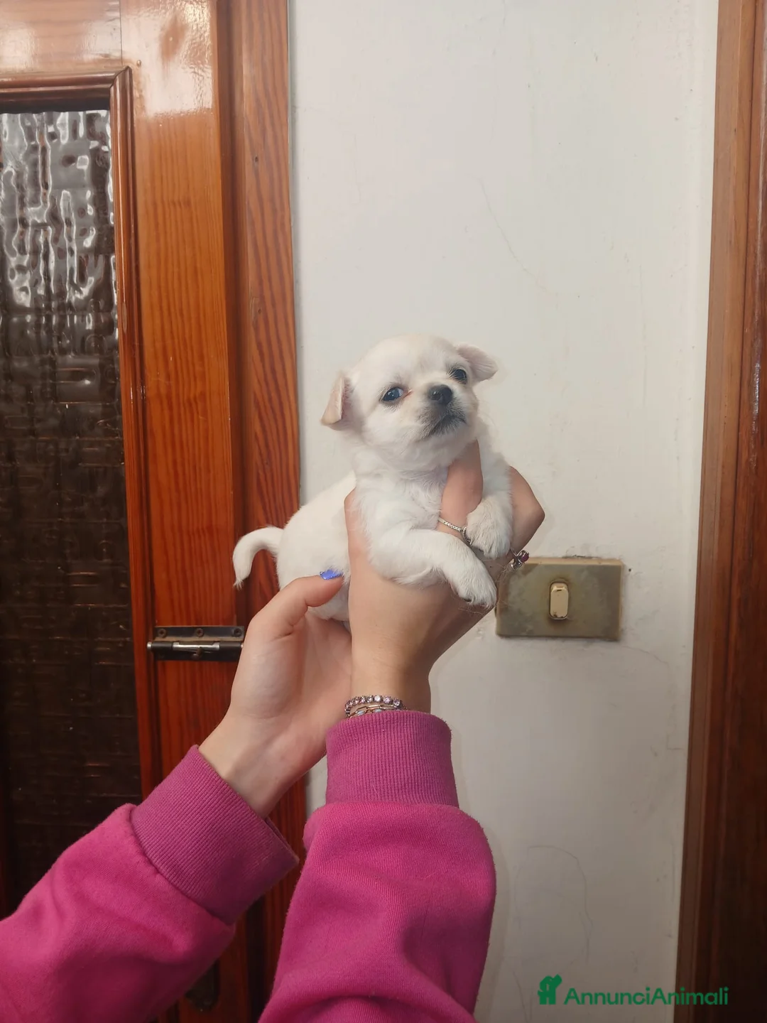 Chihuahua cani in vendita: Cuccioli di chihuahua toy  - Annuncio 5