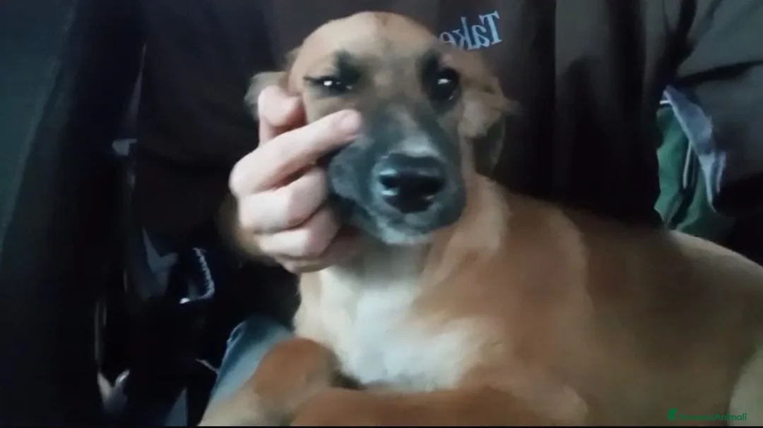 Meticcio cani in regalo: Renato ed i suoi dolcissimi occhioni - Annuncio 3