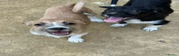 Meticcio cani in regalo: TARA, nanetta super coccolona! TG PICCOLA - Annuncio 4