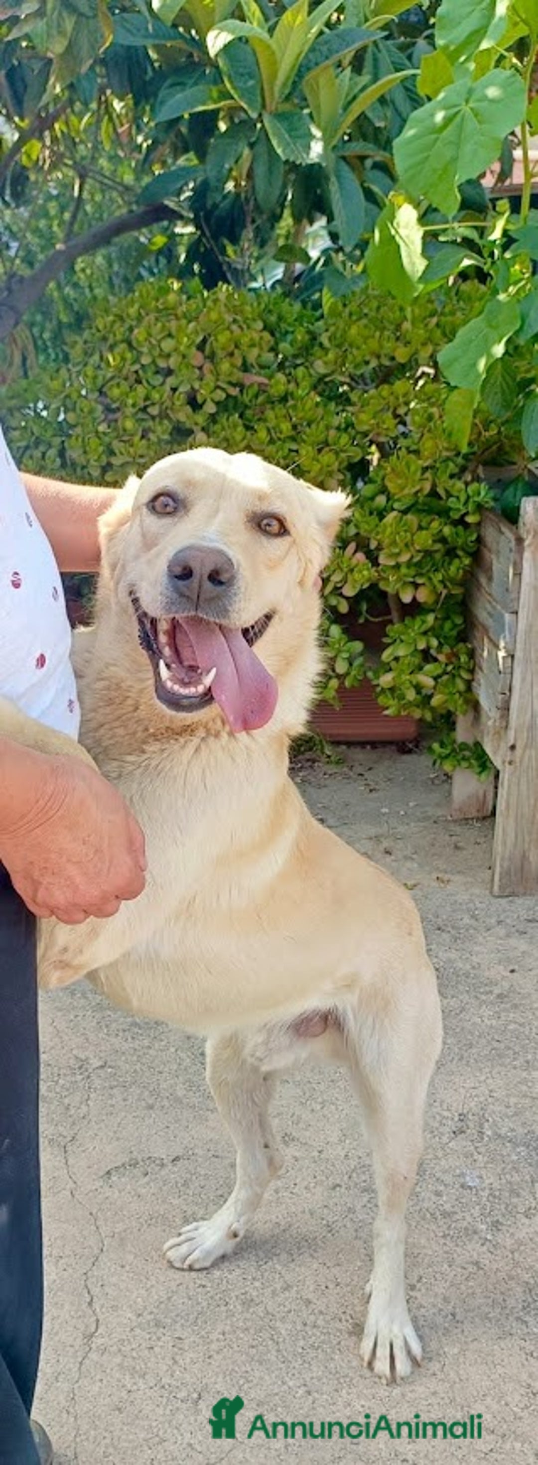 Meticcio cani in regalo: DIEGO, 2 anni, simil labrador, dolcissimo - Annuncio 7