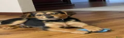Meticcio cani in vendita: Cucciolo meticcio nero focato a Provincia di Lecco - Annuncio 2