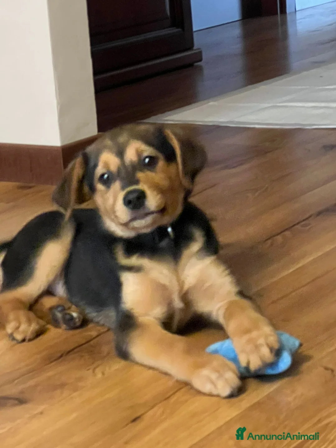 Meticcio cani in vendita: Cucciolo meticcio nero focato a Provincia di Lecco - Annuncio 2