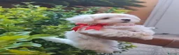 Maltese cani in vendita: Maltesi coreani - Annuncio 5