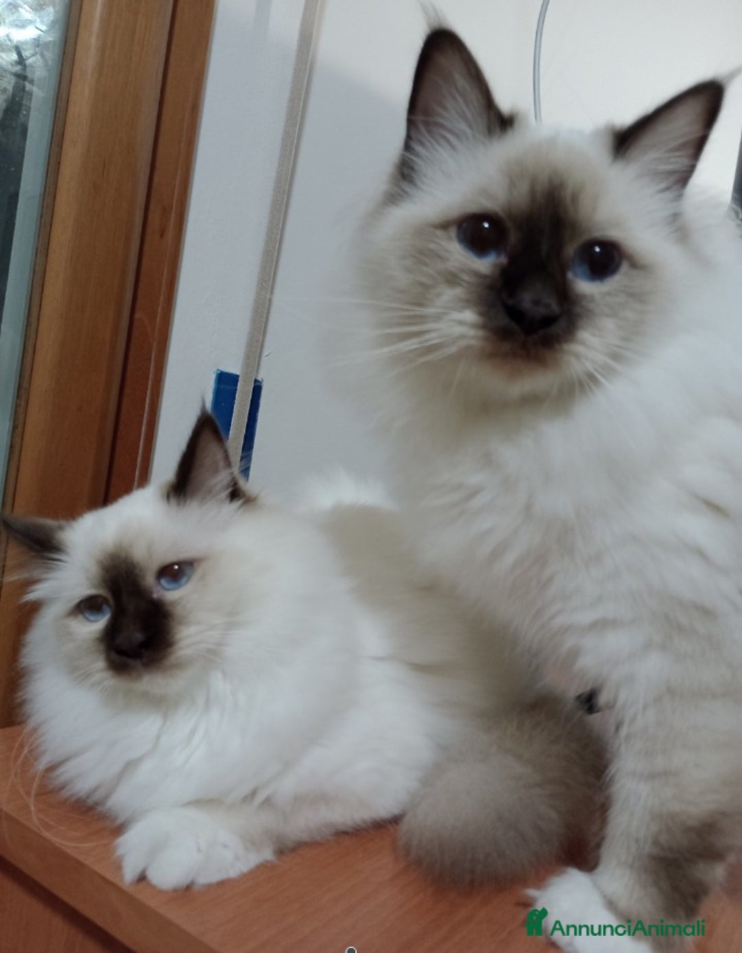 Sacro di Birmania gatti in vendita: Cucciole Sacro di Birmania  - Annuncio 5