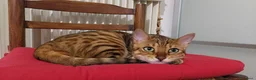 Bengala gatti in vendita: Gattina Bengala di 9 mesi - Annuncio 4