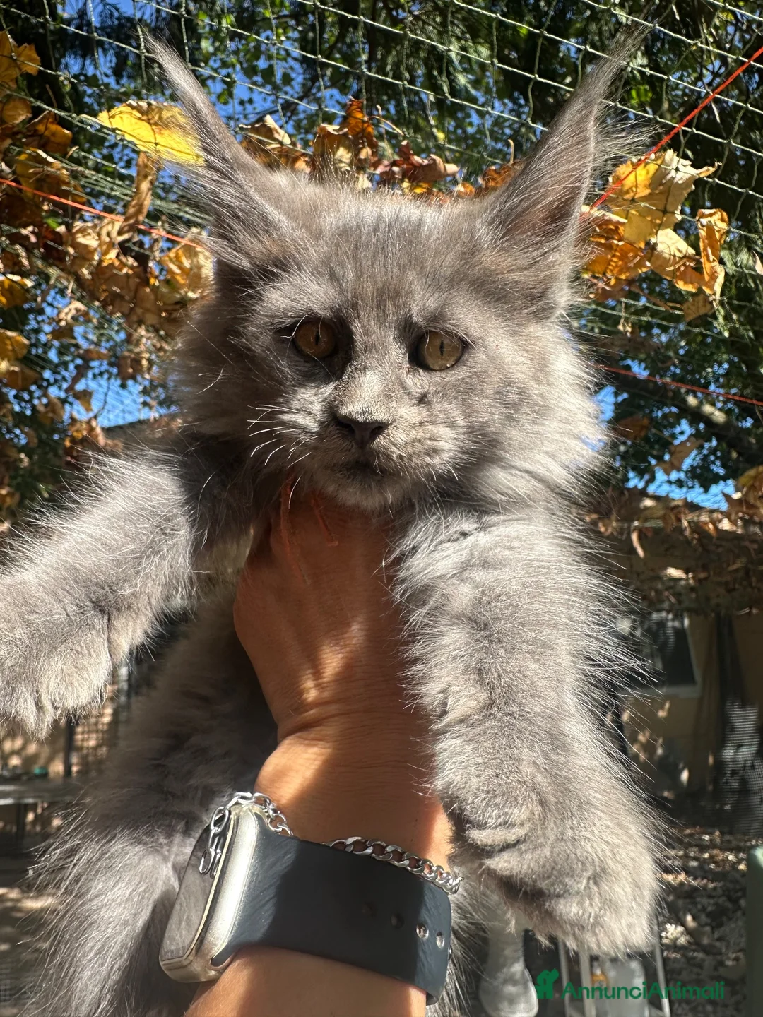 Maine Coon gatti in vendita: Cucciola Maine coon blue - Annuncio 2