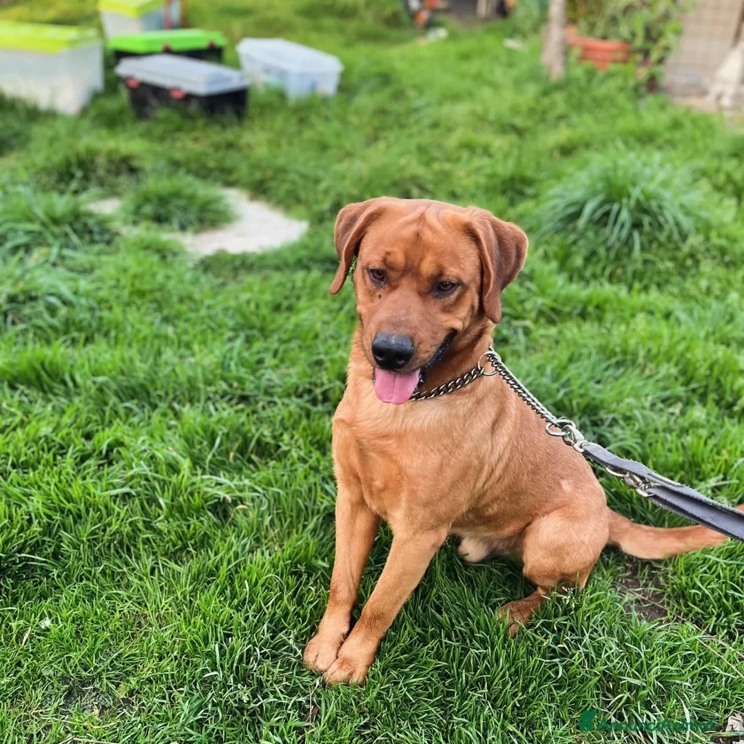 Meticcio cani in regalo: BROUSE 2 anni mix labrador pitt cerca casa a Provincia di Latina - Annuncio 3