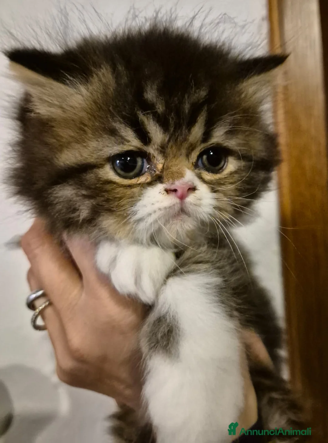 Persiano gatti in vendita: Bellissimo cucciolo di gatto persiano - Annuncio 2