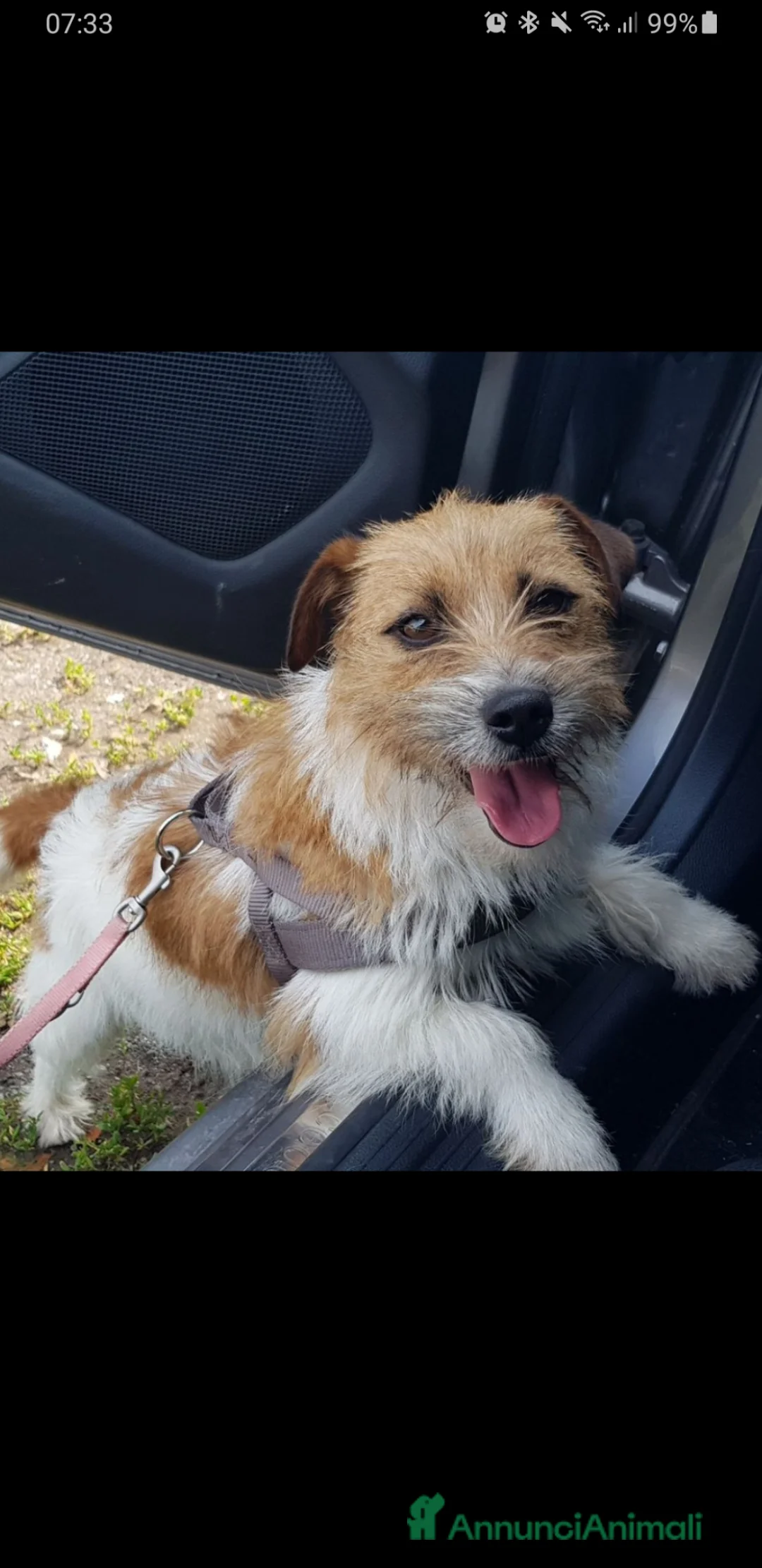 Jack Russell cani in vendita: Cuccioli Jack russell terrier  - Annuncio 2