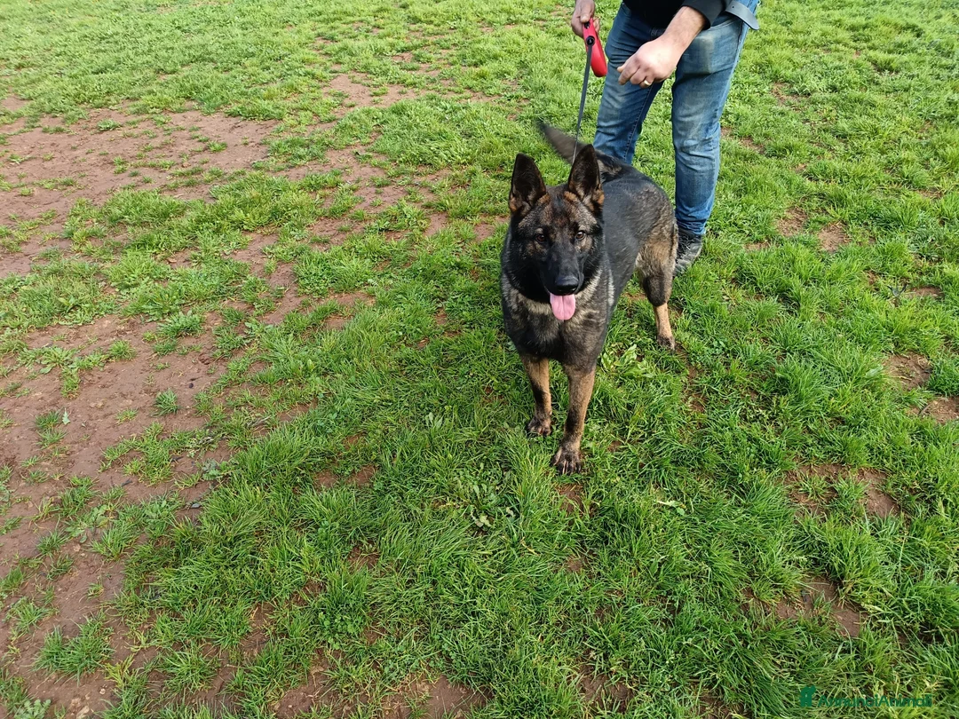 Pastore Tedesco cani in vendita: Cucciolona pastore tedesco - Annuncio 2