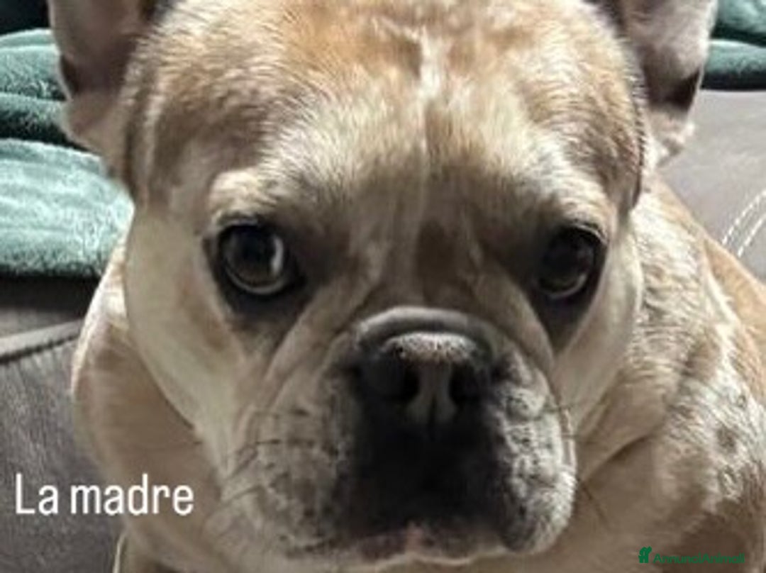 Bulldog Francese cani in vendita: Cuccioli bouldogue francese esotici a Città metropolitana di Roma Capitale - Immagine 5