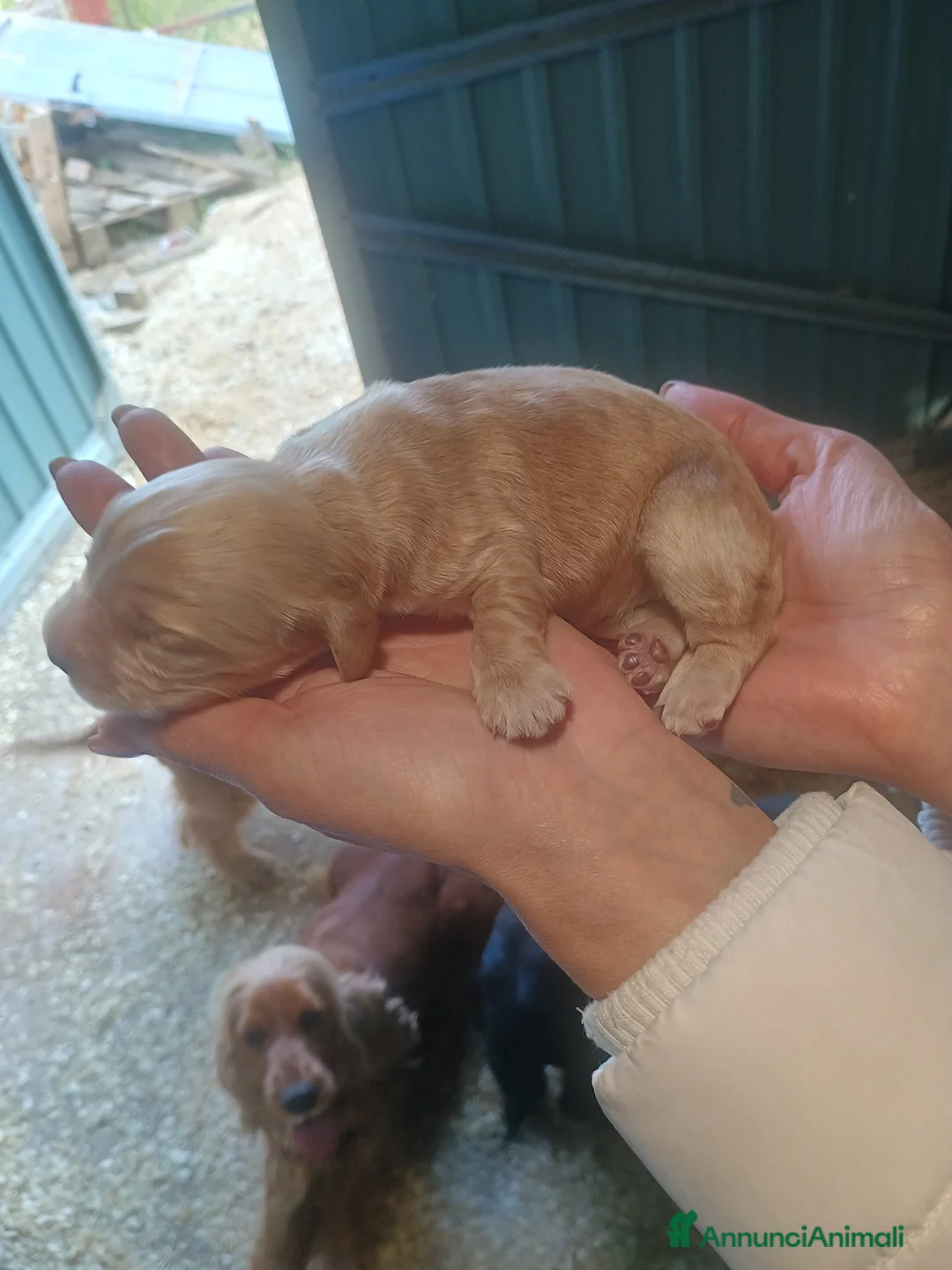 Cocker cani in vendita: Cuccioli di cocker spanoel - Annuncio 2
