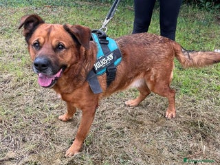 Meticcio cani JONAS CERCA CASA E AMORE - Annuncio 38