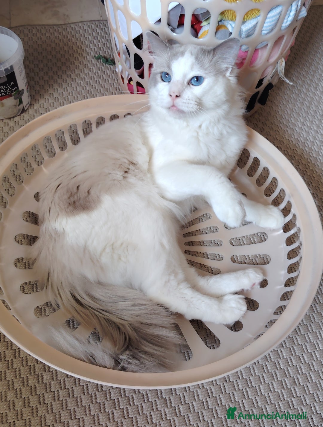 Ragdoll gatti per accoppiamento: Ragdoll per accoppiamento/ monta - Annuncio 5