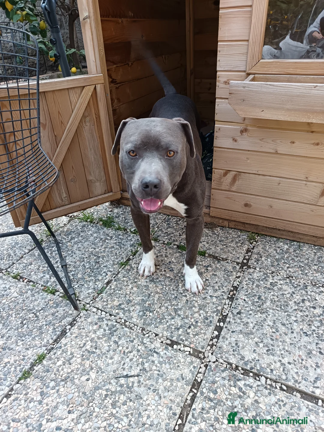 American Staffordshire cani per accoppiamento: Cred cerca compagna per accoppiamento  a Città metropolitana di Roma Capitale - Annuncio 3