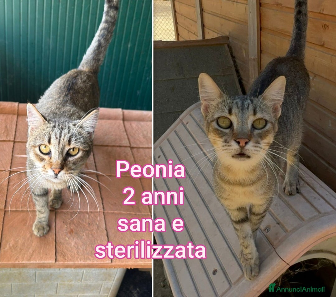 Altre razze gatti in regalo: TANTI GATTINI DA ADOTTARE! - Annuncio 11