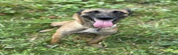 Pastore Belga cani in regalo: Splendidi PASTORI BELGA MALINOIS cercano famiglie! - Annuncio 9