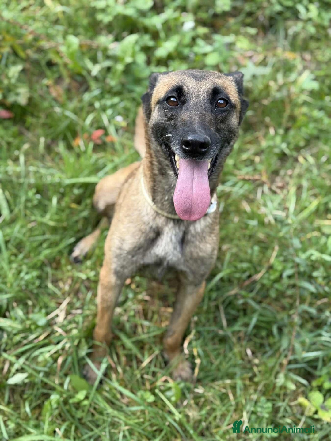 Pastore Belga cani in regalo: Splendidi PASTORI BELGA MALINOIS cercano famiglie! - Annuncio 9