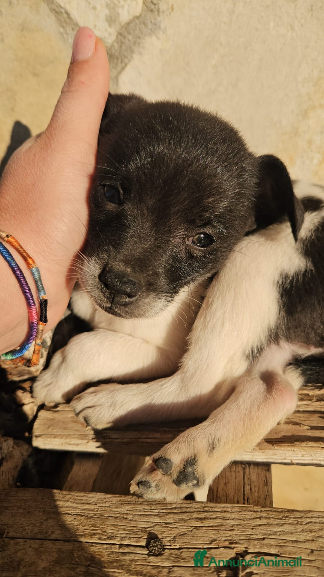 Meticcio cani in regalo: Pizzetta: 2 mesi taglia piccola  - Annuncio 2