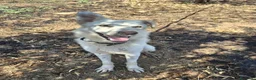 Meticcio cani in regalo: LUNA 🩷 un vulcano di amore e allegria!  😍 a Provincia di Treviso - Annuncio 6