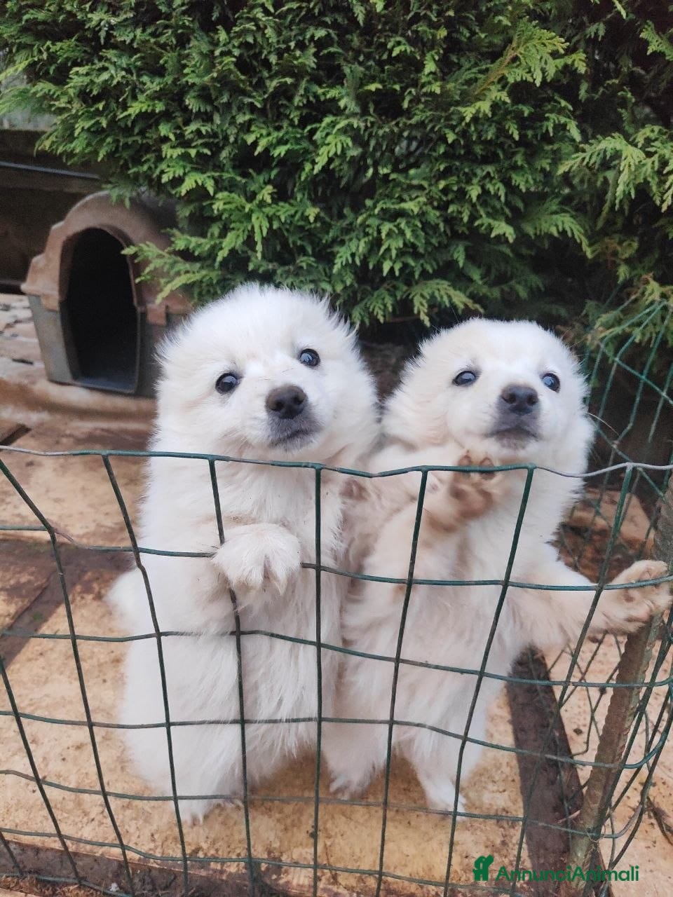 Volpino Italiano cani volpino maschio nato 11 novembre 2025, volpini ita - Annuncio 1