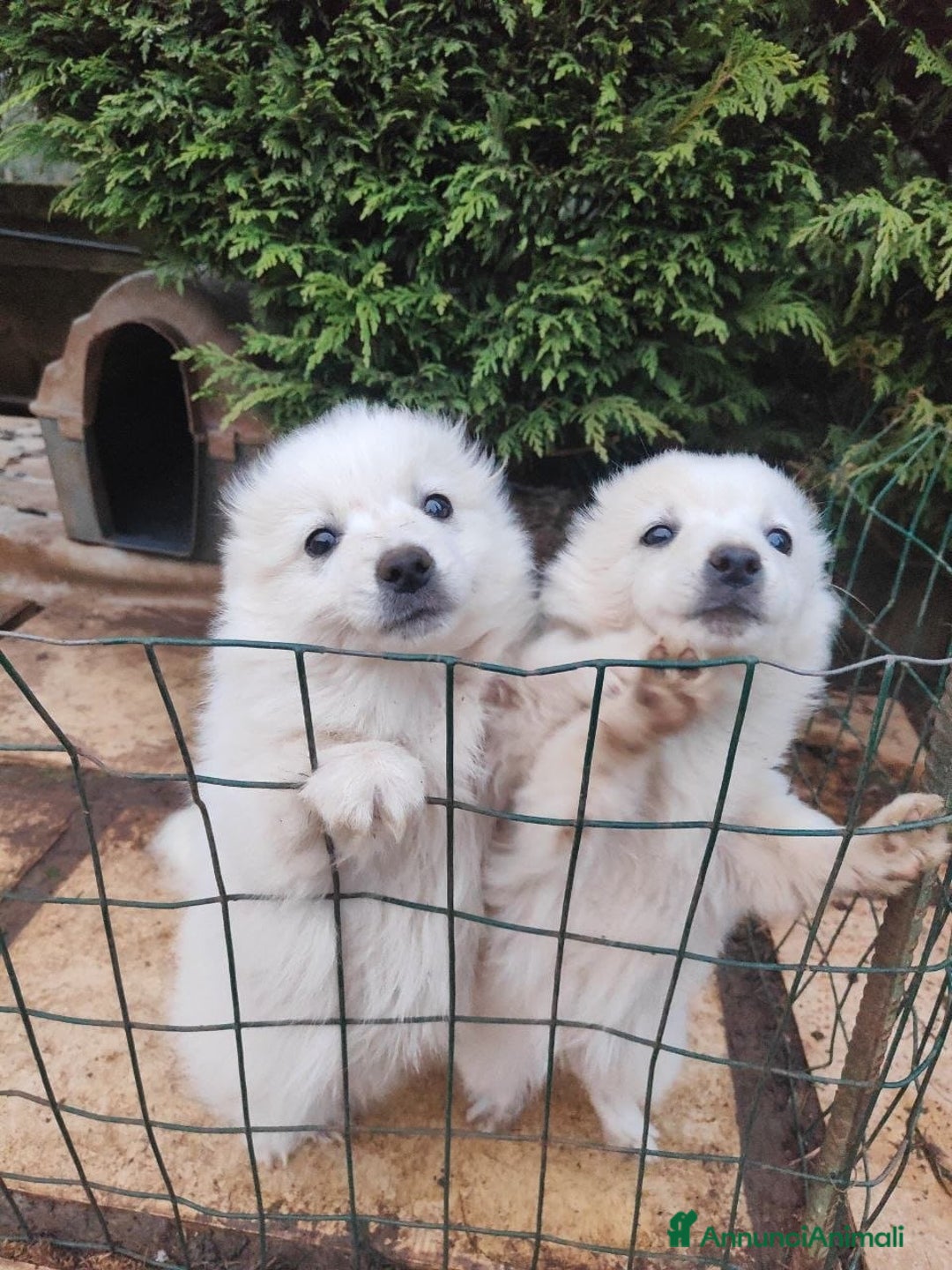 Volpino Italiano cani in vendita: volpino maschio nato 11 novembre 2025, volpini ita - Annuncio 1