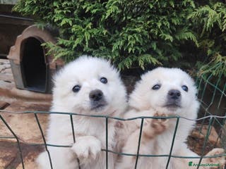 Volpino Italiano cani volpino maschio nato 11 novembre 2025, volpini ita - Annuncio 1