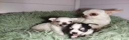 Chihuahua cani in vendita: Due piccoli Chihuahua, nati il 30 settembre 2025 - Annuncio 5