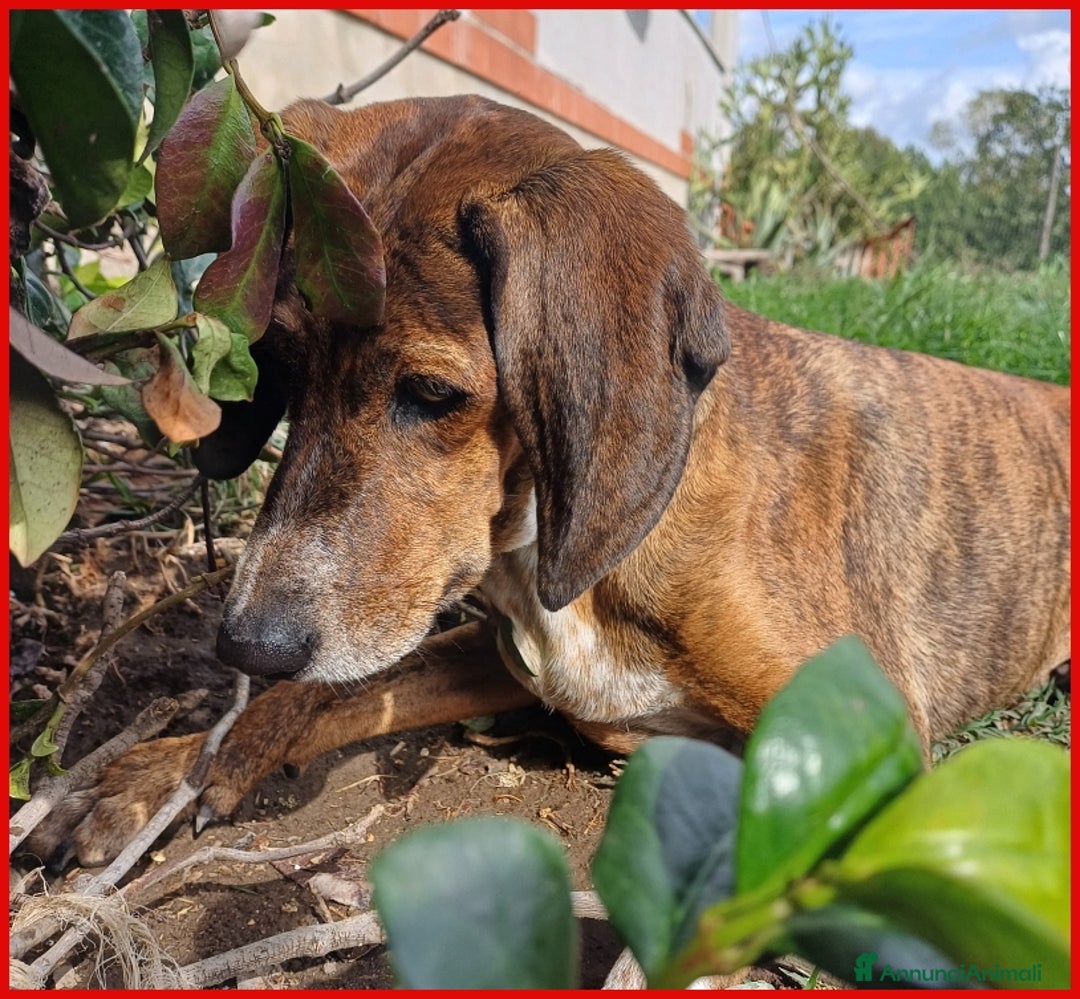 Segugio Maremmano cani in regalo: AIUTO PER SVITOL SEGUGIETTA 5 ANNI STA MEGLIO MA  a Città metropolitana di Milano - Annuncio 3