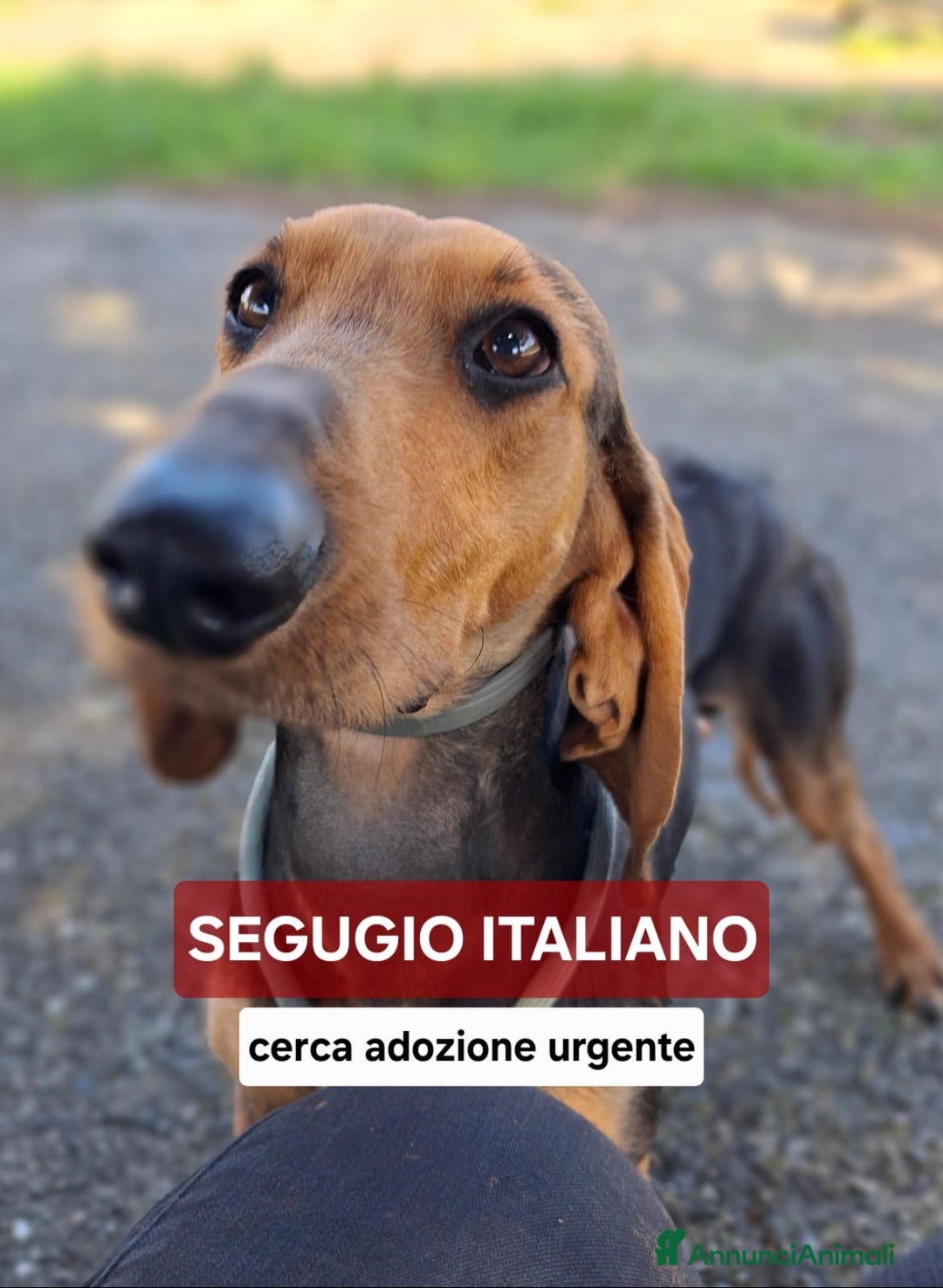 Segugio cani in regalo: BOBO 💙-cagnolino mite e delicato, buono con tutti - Annuncio 9