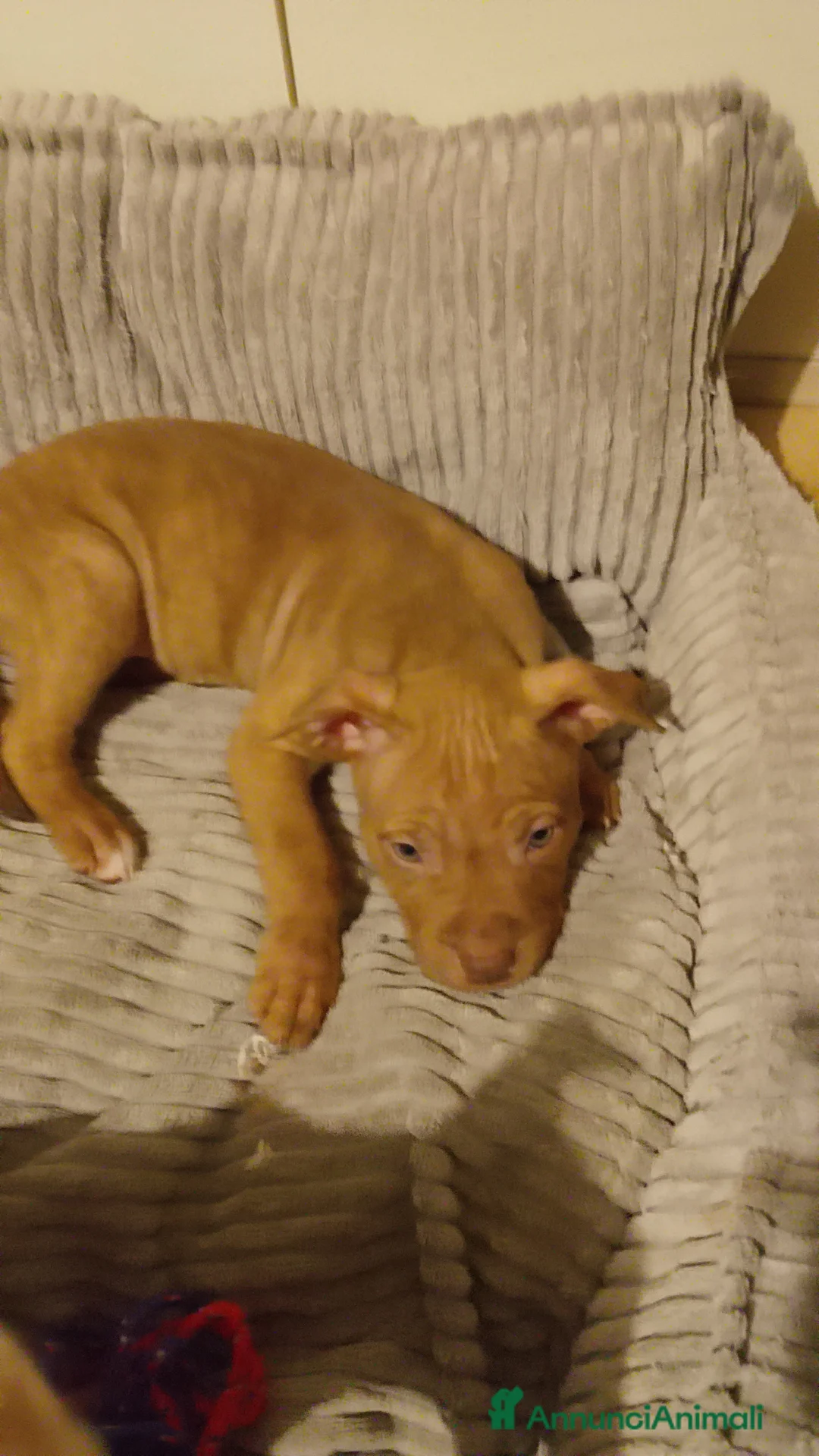 Pitbull cani in vendita: AMERICAN PIT BULL TERRIER RED NOSE  a Provincia di Rovigo - Annuncio 4