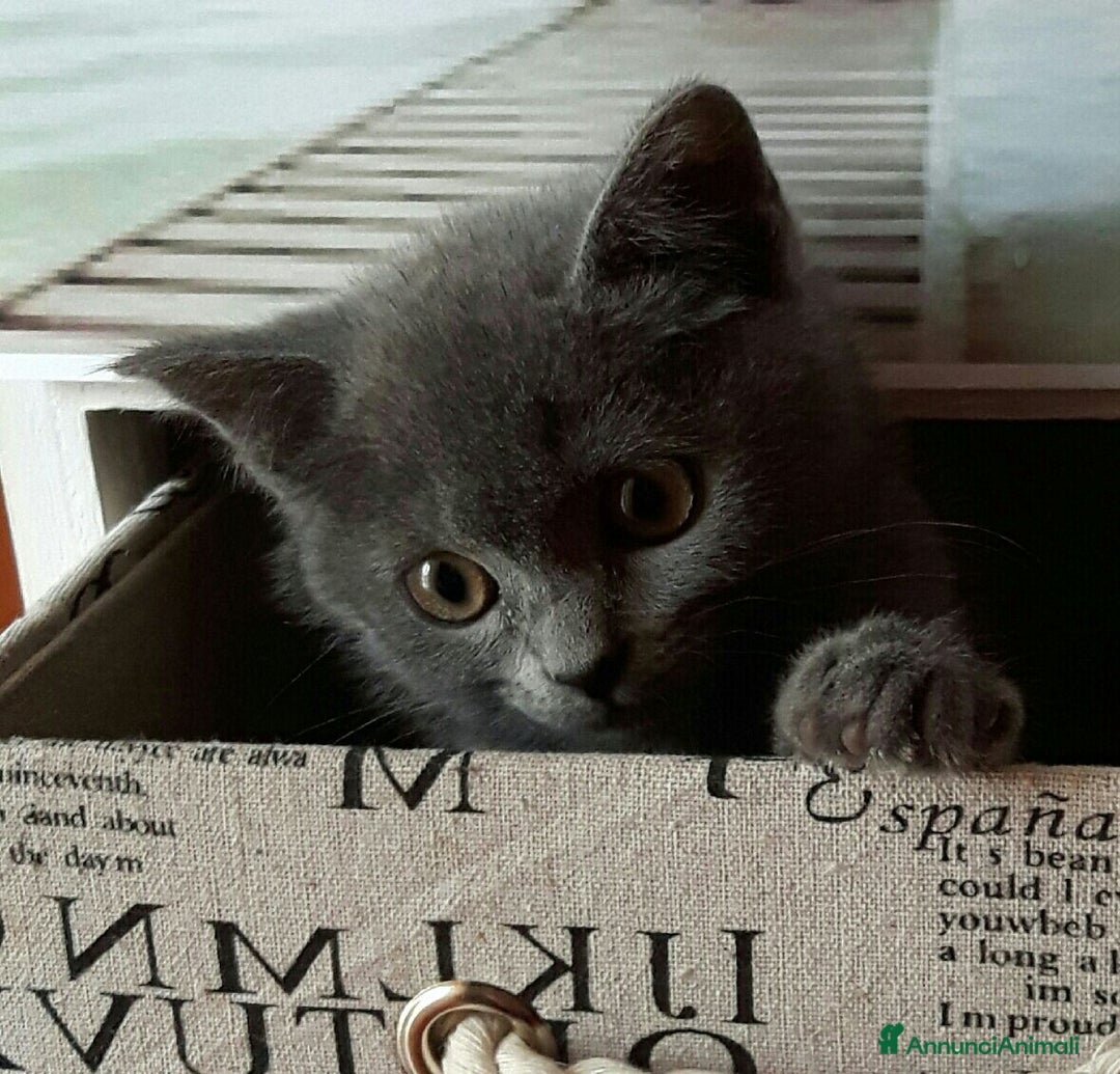 Certosino gatti in vendita: GATTINI CERTOSINI - Annuncio 8