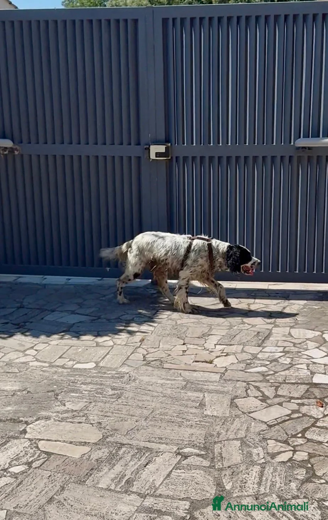 Setter Inglese cani in regalo: Regalasi Setter Inglese a Città metropolitana di Roma Capitale - Annuncio 2