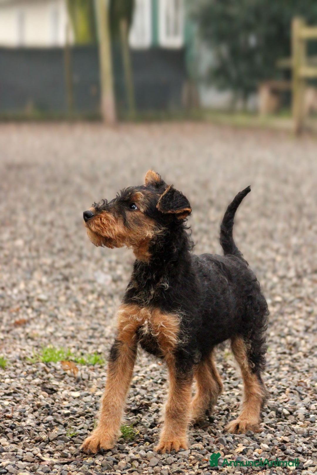 Airedale Terrier cani in vendita: Splendidi cuccioli di airedale terrier  - Annuncio 5
