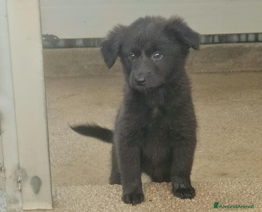 Meticcio cani in regalo: Carrie: 2 mesi taglia contenuta  - Annuncio 1