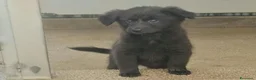 Meticcio cani in regalo: Carrie: 2 mesi taglia contenuta  - Annuncio 1