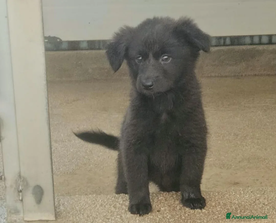 Meticcio cani in regalo: Carrie: 2 mesi taglia contenuta  - Annuncio 1