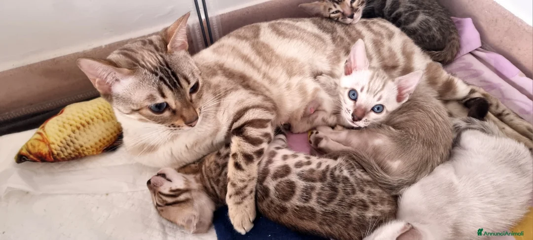 Bengala gatti in vendita: Cucciolo Bengala Snow marble Pedigree  - Annuncio 2