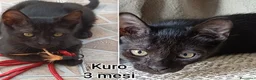 Altre razze gatti in regalo: GATTINI ABBANDONATI: URGENTE  a Città Metropolitana di Torino - Annuncio 4