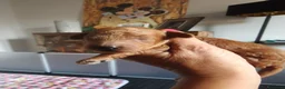 Barboncino Toy cani in vendita: Allevamento Riconosciuto Enci  - Annuncio 5
