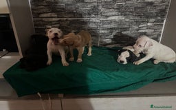 American Staffordshire cani in vendita: Amstaff  a Città metropolitana di Roma Capitale - Immagine 7