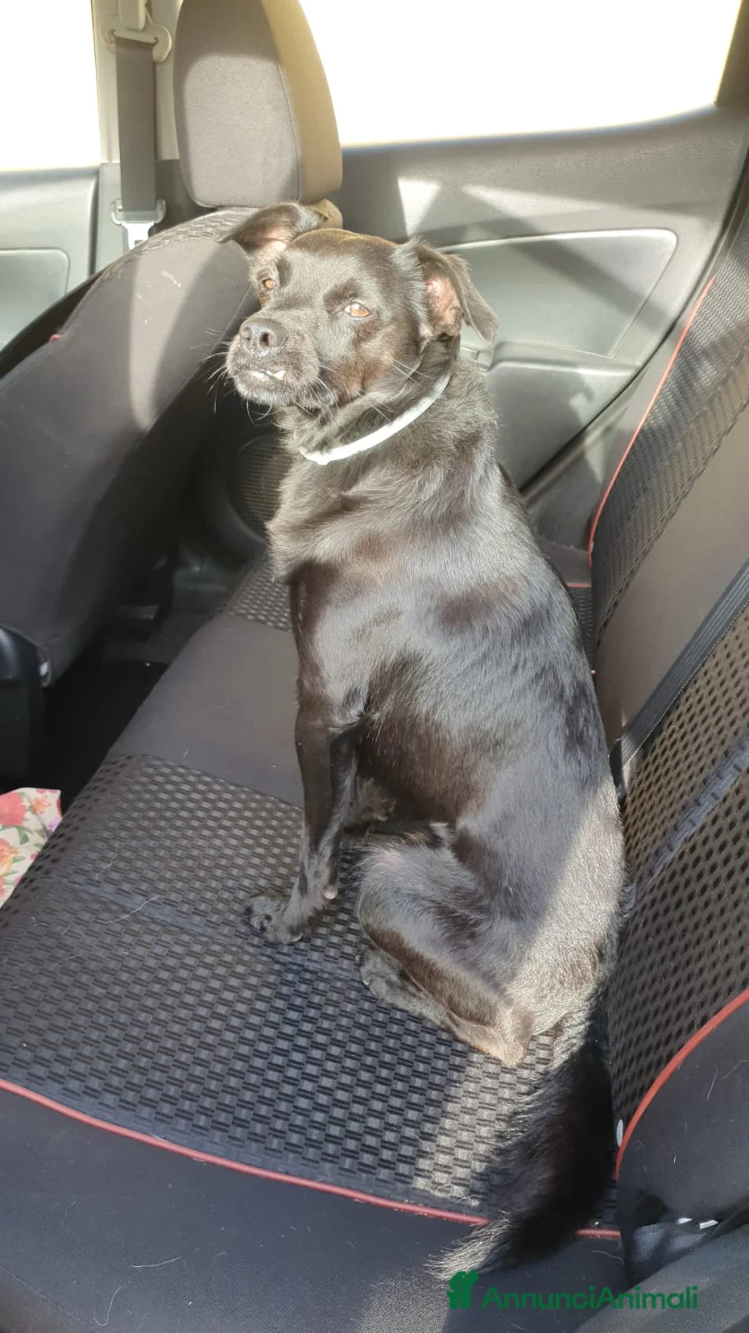 Meticcio cani in regalo: BART un canuccio piccino e tanto sfortunato a Pomezia - Annuncio 3