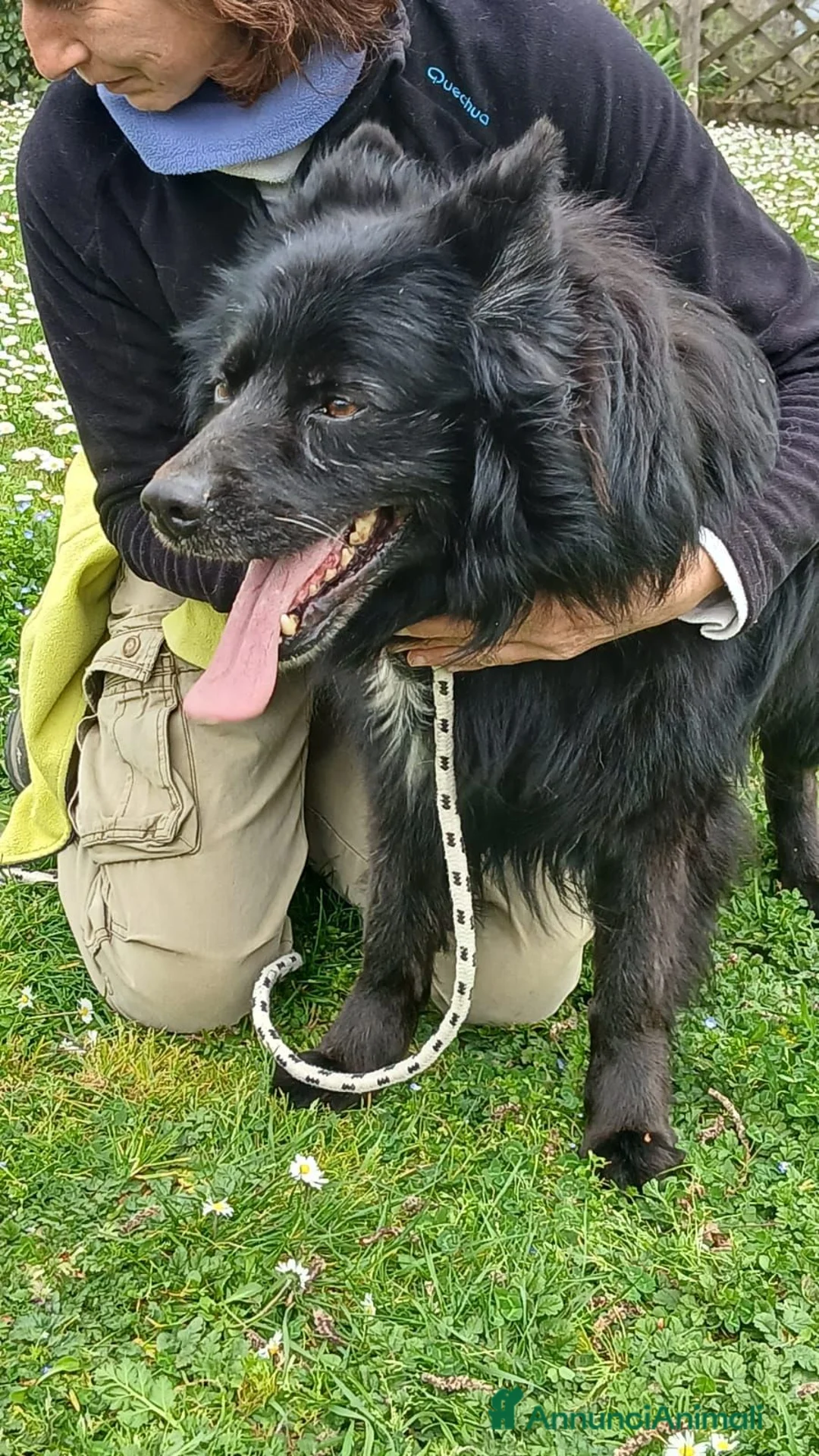 Meticcio cani in regalo: NONNO NOE' HA BISOGNO DI VOI, ADOZIONE A DISTANZA - Annuncio 4