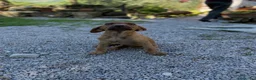 Bracco cani in regalo: Mamma e figlio (trovatelli) cercano nuova famiglia a Provincia di Salerno - Annuncio 4